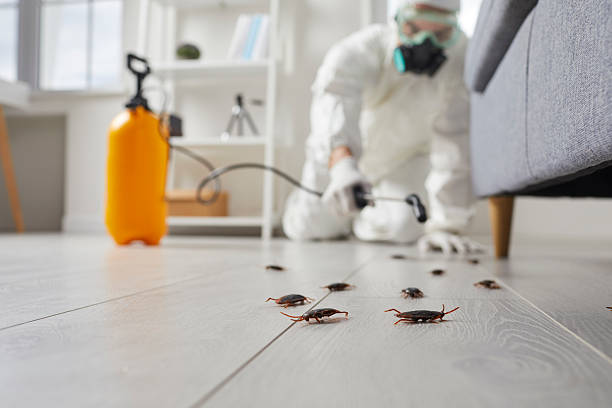 Post-Treatment Bed Bug Interceptor Monitoring in Mayflower